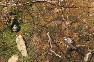 hirondelles
