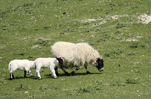famille