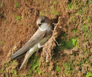 hirndelle