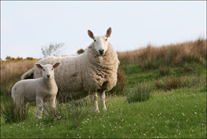 moutons