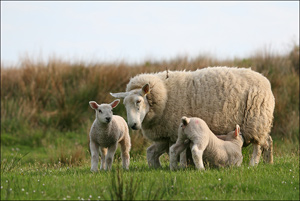 famille 