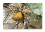 coccinelle