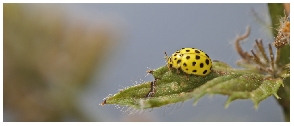 jaune2