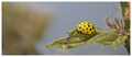 jaune2