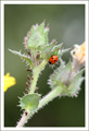coccinelle1