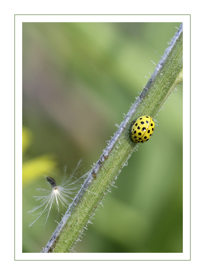 jaune1