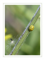 jaune1