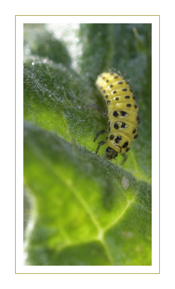 larvejaune