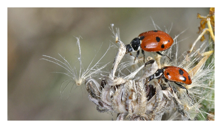 2 coccinelles rouges