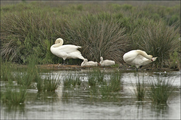 cygnes avec leurs petits