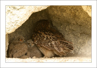 grand duc