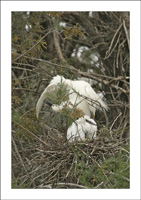 aigrette au nid