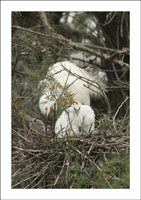 jeune aigrette