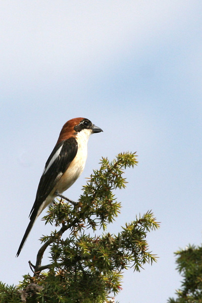 pie_gri&egrave;che_&agrave;_ t&ecirc;te_rousse